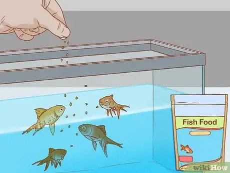 Immagine titolata Treat Fin Rot Step 10