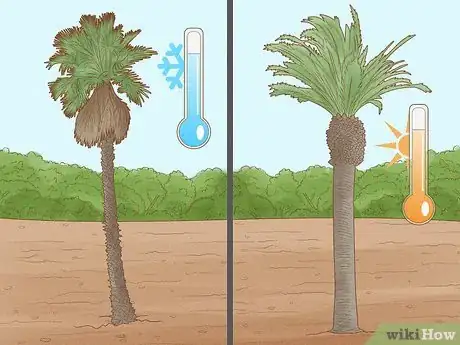 Immagine titolata Plant a Palm Tree Step 1