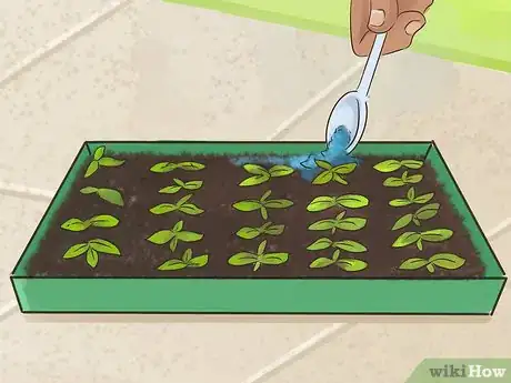 Immagine titolata Plant Angel Trumpet Seeds Step 10