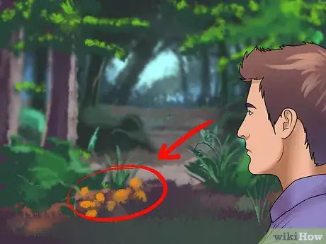 Immagine titolata Pick Chanterelle Mushrooms Step 4