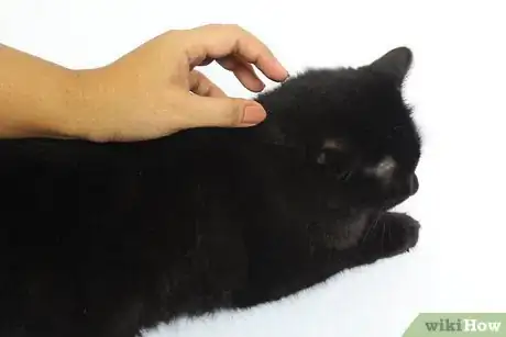 Immagine titolata Hold a Cat by the Scruff Step 9