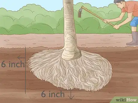 Immagine titolata Plant a Palm Tree Step 6