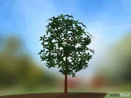 Immagine titolata Grow a Magnolia Tree Step 10