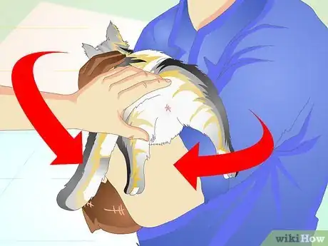 Immagine titolata Check a Cat's Temperature Step 5