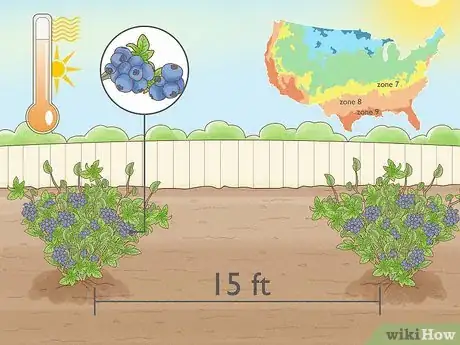 Immagine titolata Grow Blueberries Step 3