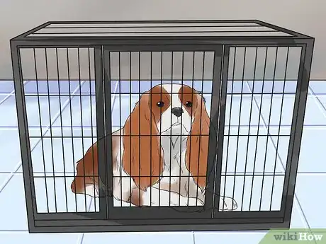 Immagine titolata Train Cavalier King Charles Spaniels Step 6