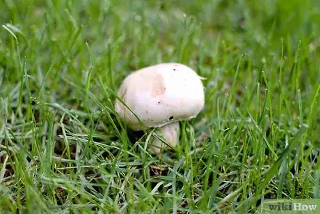 Immagine titolata Pick Mushrooms Step 1