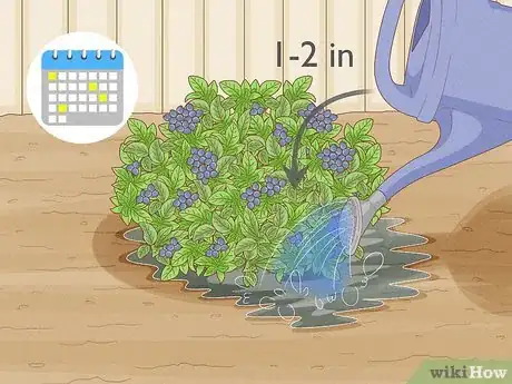 Immagine titolata Grow Blueberries Step 13