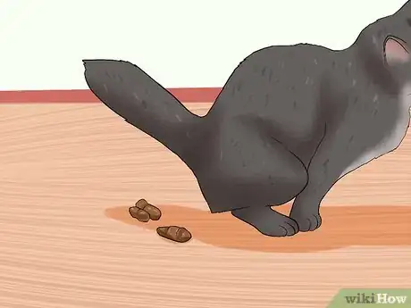 Immagine titolata Know if a Cat Is Stressed Step 2