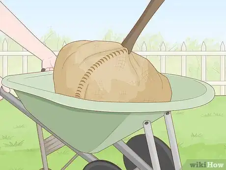 Immagine titolata Replant a Tree Step 5