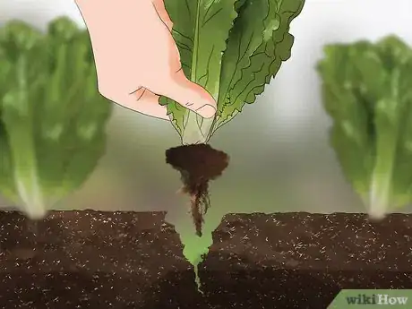 Immagine titolata Harvest Romaine Lettuce Step 4