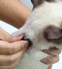 Tenere un Gatto per la Collottola