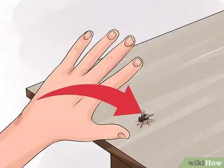 Immagine titolata Catch a Fly With Your Hands Step 5