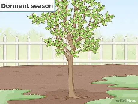 Immagine titolata Replant a Tree Step 2