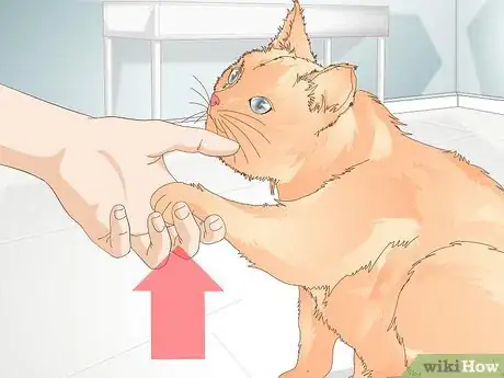 Immagine titolata Teach Your Cat to Give a Handshake Step 8