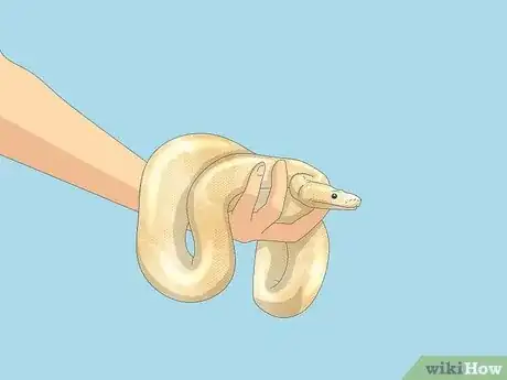 Immagine titolata Hold a Snake Step 6