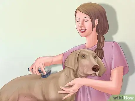 Immagine titolata Groom a Dog Step 3