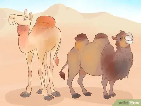 Immagine titolata Buy a Camel Step 7