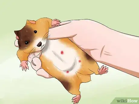 Immagine titolata Know if Your Hamster Is Dying Step 5