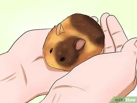 Immagine titolata Know if Your Hamster Is Dying Step 6