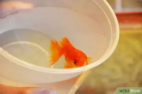 Immagine titolata Make a Goldfish Live for Decades Step 3