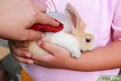 Immagine titolata Bathe Your Pet Rabbit Step 4