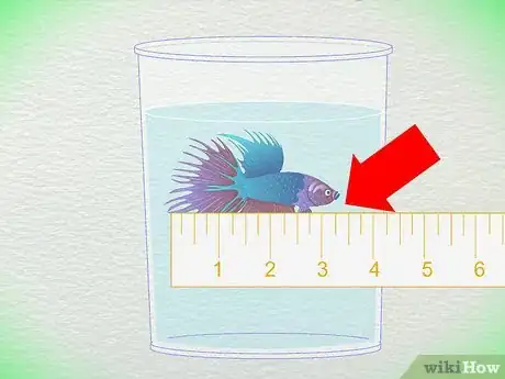 Immagine titolata Tell How Old a Betta Fish Is Step 1