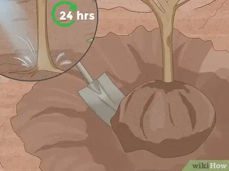 Immagine titolata Replant a Tree Step 3