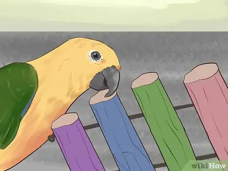 Immagine titolata Entertain a Conure Step 1