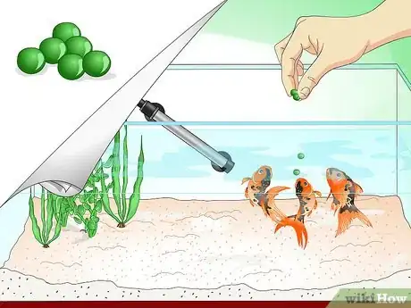 Immagine titolata Save a Dying Goldfish Step 9