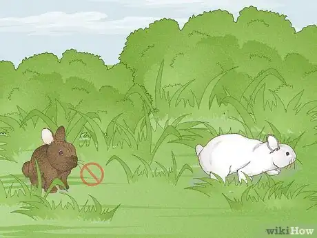 Immagine titolata Hunt Rabbit Step 4
