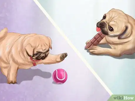Immagine titolata Live with a Pug Dog Step 20