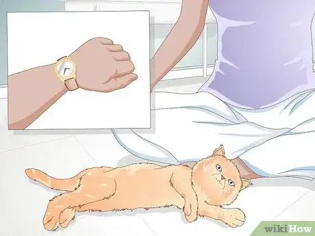 Immagine titolata Teach Your Cat to Give a Handshake Step 3