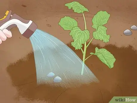 Immagine titolata Grow Broccoli Step 13