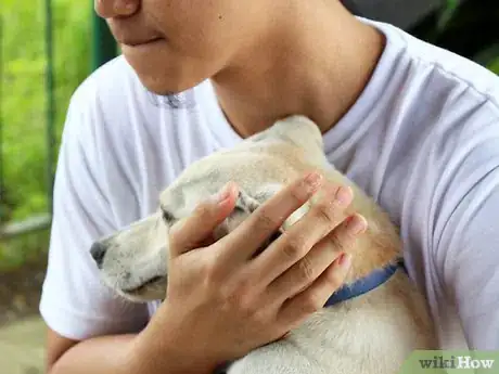 Immagine titolata Care for a Labrador Retriever Step 2