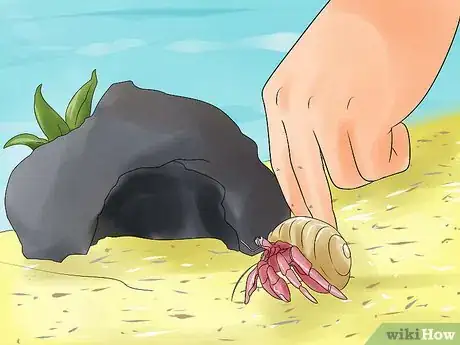 Immagine titolata Care for Hermit Crabs Step 11