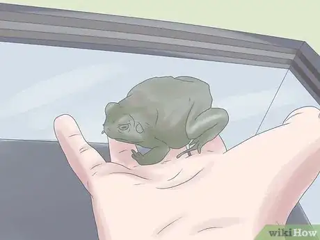 Immagine titolata Keep a Wild Caught Toad As a Pet Step 14