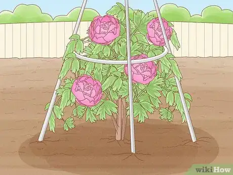 Immagine titolata Plant Peonies Step 17