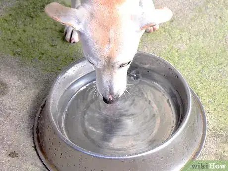 Immagine titolata Care for a Labrador Retriever Step 6