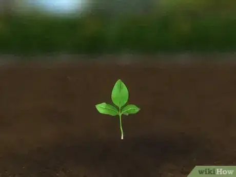 Immagine titolata Grow a Magnolia Tree Step 13