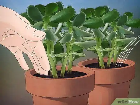 Immagine titolata Grow a Jade Plant Step 7