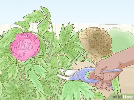 Immagine titolata Plant Peonies Step 19