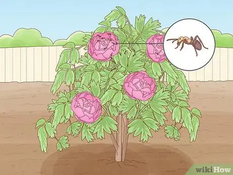 Immagine titolata Plant Peonies Step 18