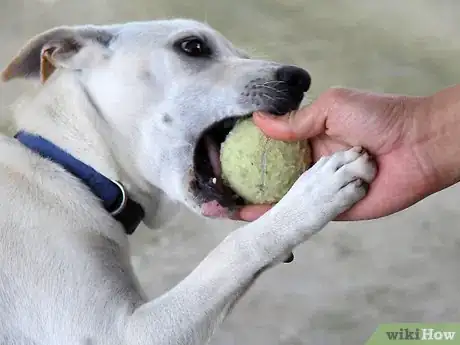 Immagine titolata Care for a Labrador Retriever Step 5