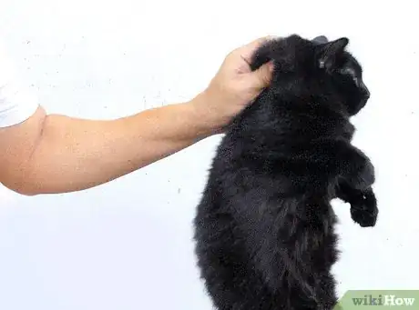 Immagine titolata Hold a Cat by the Scruff Step 8