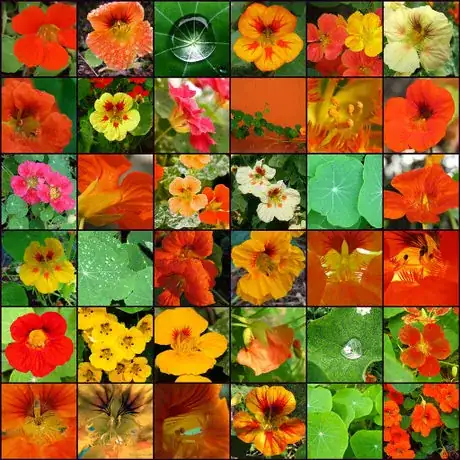 Immagine titolata Nasturtiums