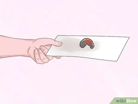 Immagine titolata Care for Woolly Bear Caterpillars Step 3
