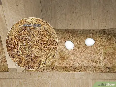 Immagine titolata Keep Chickens from Eating Their Own Eggs Step 3