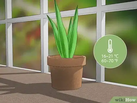 Immagine titolata Grow Tulips in Pots Step 9