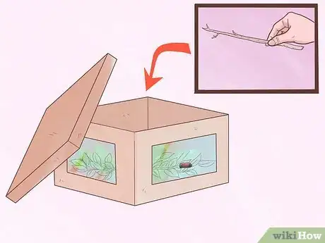 Immagine titolata Care for Woolly Bear Caterpillars Step 6